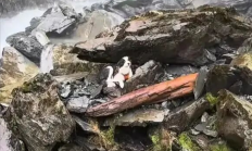 女子坠崖被送医 爱犬独守原地7天！网友众筹用直升机救援