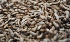 茅台跨界杀入宠物圈 昆虫蛋白宠粮引热议