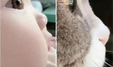 为了让你喜欢 猫正在变得越来越像人类婴儿