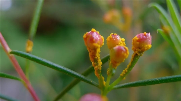 被真菌感染的“僵尸树” 虽活着但无法出新芽和繁殖 僵尸树 第3张