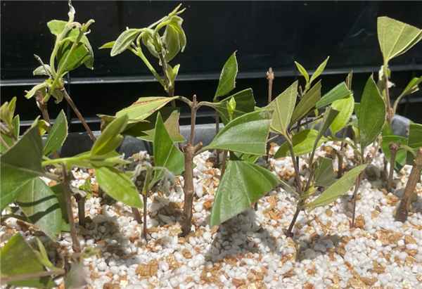 被真菌感染的“僵尸树” 虽活着但无法出新芽和繁殖 僵尸树 第8张
