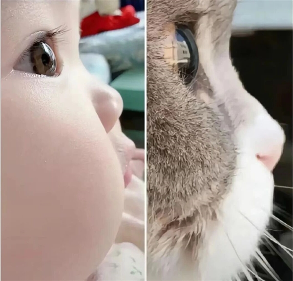 为了让你喜欢 猫正在变得越来越像人类婴儿 第1张