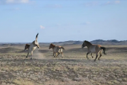 现存唯一野生马种！北京动物园有1只 珍稀程度堪比大熊猫