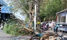 全国近500国家观测站极大风破纪录 还将刮多久