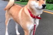 中华田园犬禁养是烈性犬上热搜 网友吵翻：多地宣布解除禁养 你支持吗