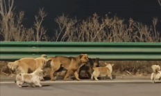 7只狗狗上演大逃亡：本以为是自救励志片 结果是为爱离家出走