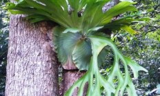 唯一真社会性植物：种群像蜜蜂、蚂蚁一样分工明确