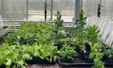 科学家首次种出带有肉味的菜：但你可能还尝不出来