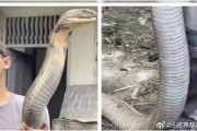 三哥太勇！印男子徒手抓小腿般粗巨型眼镜王蛇：淡定到跟玩一样