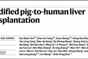 全球首例！中国团队成功将基因编辑猪肝脏移植人体