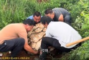 云南现80公斤巨无霸“菌王”：4名壮汉才能搬得动