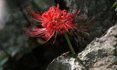 彼岸花的花语与象征
