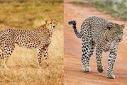猎豹也是猫科动物：为什么它不能像花豹一样擅长爬树