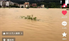 中国茉莉之乡遭遇洪灾 瑞幸蜜雪多家品牌驰援 当地花农：基本已无法采摘