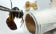 世界最大蚂蚁！40只巨人恐蚁被海关截获：能喷酸伤人