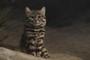 这是已知最致命的猫科动物！一年猎杀3000只啮齿动物
