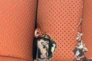 一个悲伤的故事！理想L8车里跑进了只老鼠 几千块的座椅惨遭鼠嘴