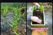 最懂“牛马”的蔬菜！给水就能活