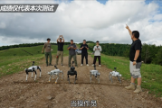 5条国产机器狗冲击好汉坡：宇树Go2 Pro第一