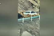 车主发现堵车源头竟是羊群 网友：今天不堵车倒是堵羊了