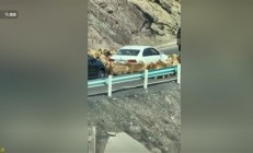 车主发现堵车源头竟是羊群 网友：今天不堵车倒是堵羊了