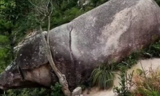 福建一景区出现千年石猪：网友戏称太像二师兄了
