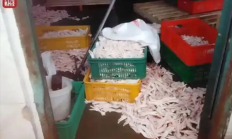 315晚会曝光黑心鸡爪公司股东也在看晚会 回应漂白鸡爪行为称谢谢关心