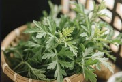 清明后吃艾草这个纯阳草，阳气补扎实了！把全身寒湿都带走！