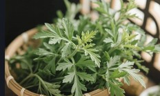 清明后吃艾草这个纯阳草，阳气补扎实了！把全身寒湿都带走！