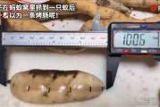 像烤肠一样！女子挖到一只100毫米长的蚁后