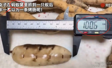 像烤肠一样！女子挖到一只100毫米长的蚁后