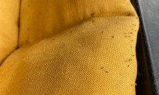 紧急提醒：最近不要穿黄颜色的衣服出门！