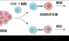 中科院新突破：纳米技术精准诱导肿瘤细胞自毁防线