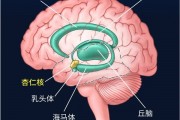 这个代号SM的患者 她不会感到恐惧：科学家研究了40多年