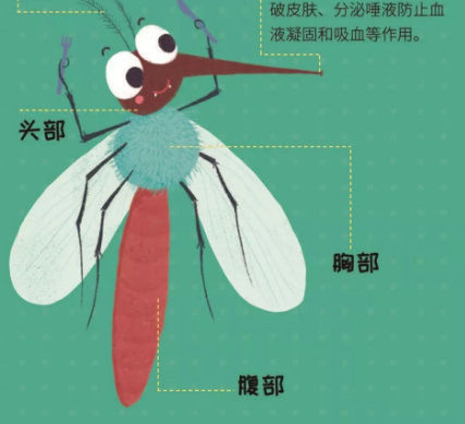 蚊子是怎么来的？演化的过程是什么样的？ 第1张