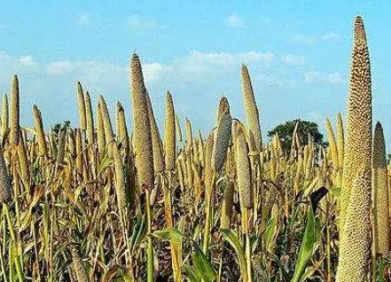 最早种植粟的国家是哪个国家？起源和发展怎样？ 第1张