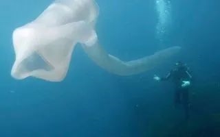 深海拍到神秘生物：远看像8米长口袋蛇 近看密密麻麻一堆虫 神秘生物 第1张