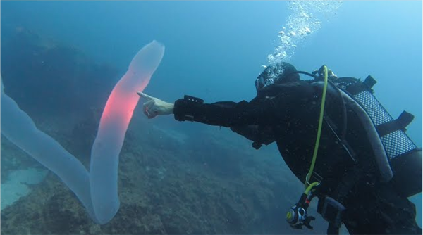 深海拍到神秘生物：远看像8米长口袋蛇 近看密密麻麻一堆虫 神秘生物 第2张