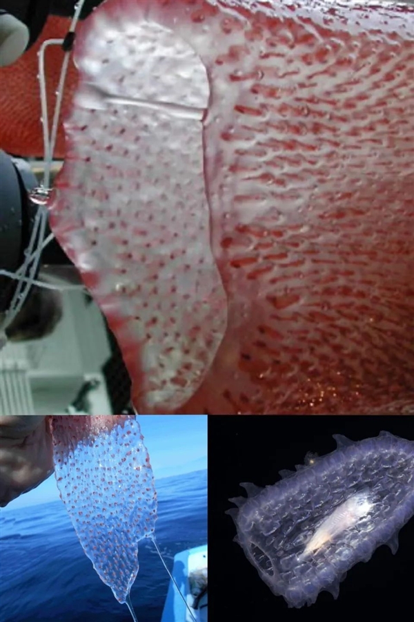 深海拍到神秘生物：远看像8米长口袋蛇 近看密密麻麻一堆虫 神秘生物 第3张