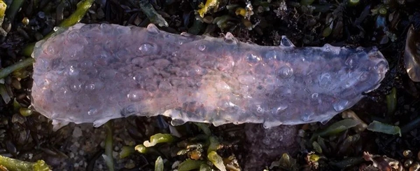 深海拍到神秘生物：远看像8米长口袋蛇 近看密密麻麻一堆虫 神秘生物 第4张