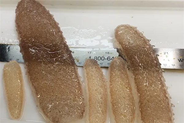深海拍到神秘生物：远看像8米长口袋蛇 近看密密麻麻一堆虫 神秘生物 第5张