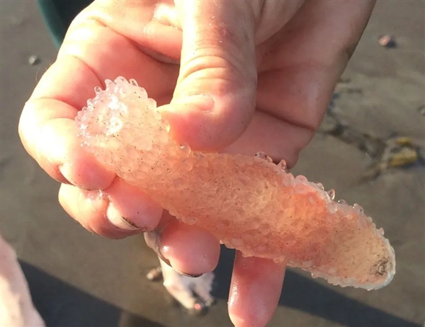 深海拍到神秘生物：远看像8米长口袋蛇 近看密密麻麻一堆虫 神秘生物 第6张