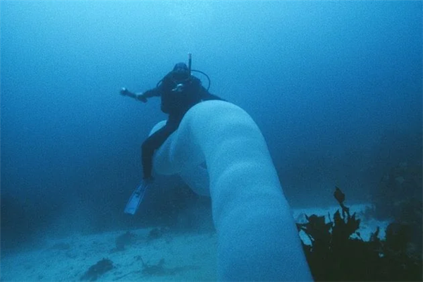 深海拍到神秘生物：远看像8米长口袋蛇 近看密密麻麻一堆虫 神秘生物 第7张