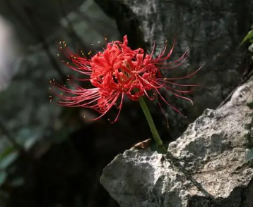 彼岸花的花语与象征（满满干货） 彼岸花的花语与象征 第1张