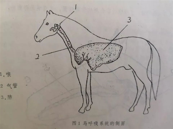 为了奔跑 马的呼吸系统进化到变态：自带兴奋剂 马的呼吸系统 第1张