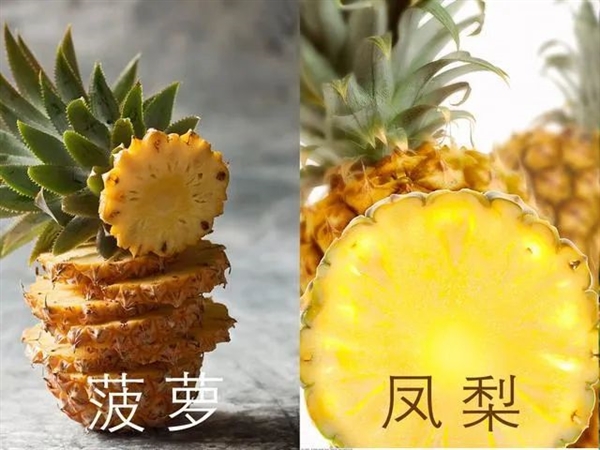 菠萝一株一个、两三年才能长成：为啥卖这么便宜呢 菠萝 第6张