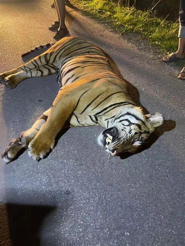 马来西亚一只猛虎横穿马路时被撞死：行车记录仪曝光 马来西亚 猛虎被撞死 第2张