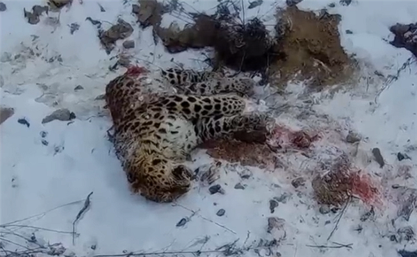 东北虎猎杀东北豹 豹子身体被啃食一半：最新后续来了 继承者现身 第1张