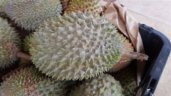 如何挑选榴莲？挑选榴莲记住这3点：不做冤大头 挑选榴莲 第4张