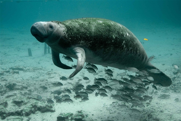 海南发现“骨架两米”的不明生物尸体 渔民指认：可能为花猫鲨 骨架两米” 不明生物尸体 第2张